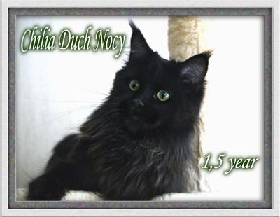 Chilia Duch Nocy - мейн-кун 12.09.08