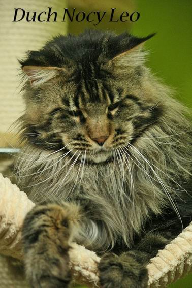 Duch Nocy Leo - мейн-кун 29.01.2011