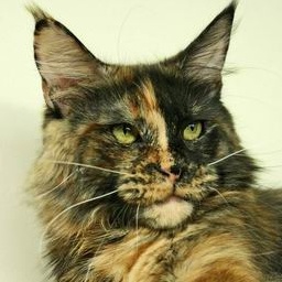 Pediro Sweet Lions Smarties