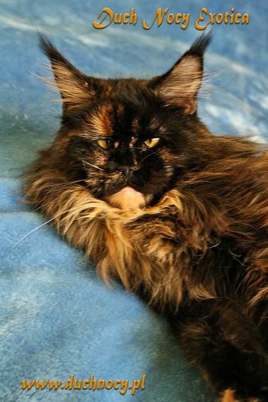 Duch Nocy Exotica - мейн-кун 10.02.13