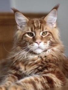 Duch Nocy Olimp - maine-coon