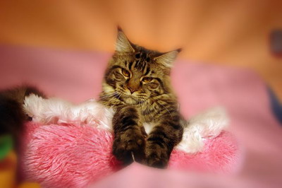 Duch Nocy Emmanuelle - maine-coon