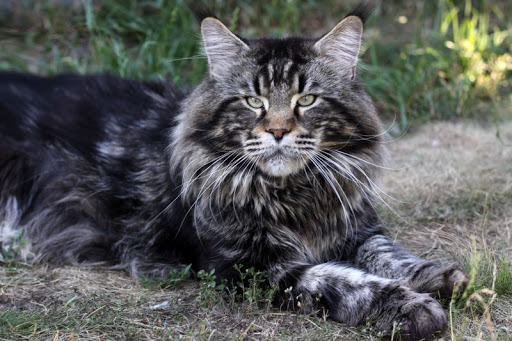 PL*Amibial Chevy - maine-coon