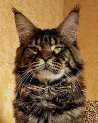 Country Gulliver's Ural-Mash Best