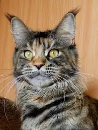 Country Gulliver's Skazka - мейн-кун