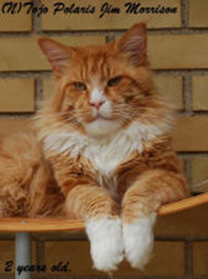 Tojo Polaris Jim Morrison - maine-coon