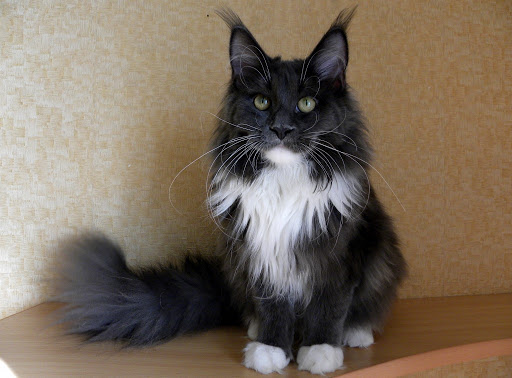 HoneyDevil Prima Best - maine-coon