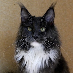 HoneyDevil Prima Best