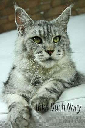 Duch Nocy Inka - мейн-кун 08.05.11