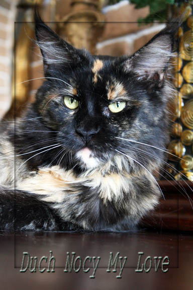 Duch Nocy My Love - мейн-кун 08.09.16