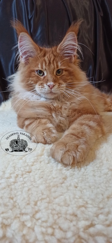 PL*Amibial Kane - Kitten maine-coon 4 months