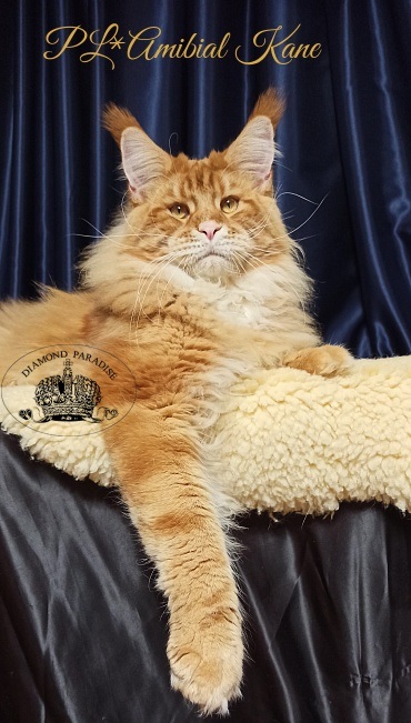 PL*Amibial Kane - Adult maine-coon 1 year 2 months 1.5 week
