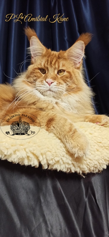 PL*Amibial Kane - Adult maine-coon 1 year 2 months 1.5 week