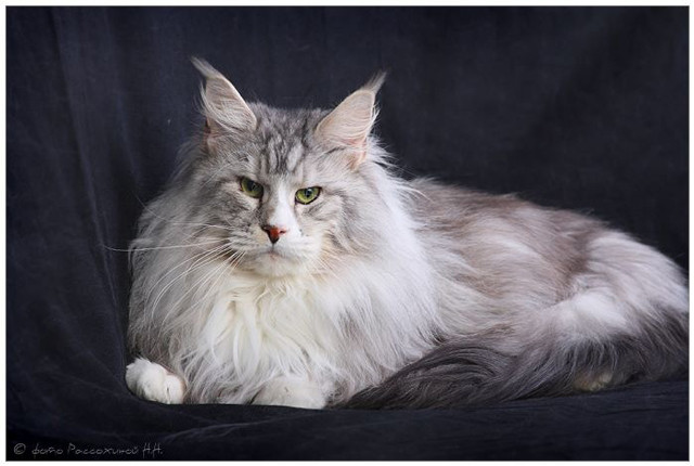 Alladin Gonsior Line - maine-coon