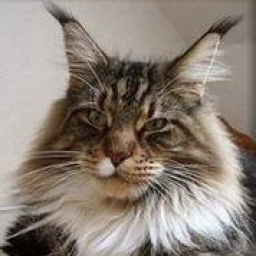 Cool Motion's Chipsy