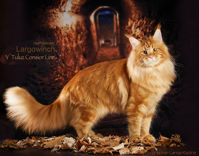 Y'Tuluz Gonsior Line - maine-coon