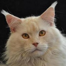 Rasputin of Yellow Moon