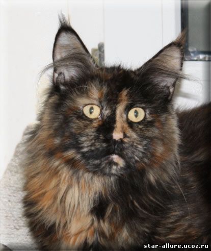 CoonEmotions Felidae - maine-coon