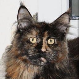 CoonEmotions Felidae