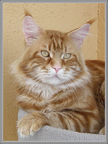 BRubbey's Dooley - maine-coon