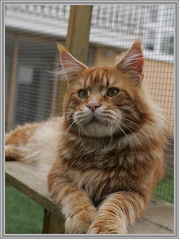 BRubbey's Dooley - maine-coon
