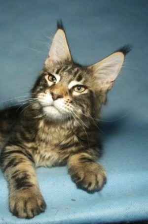 Big Giants Resort's Scooter - мейн-кун