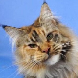 Raydusoleil Fifi Fay