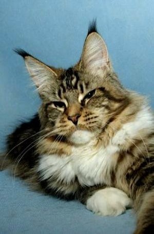 Top Coon Holly - maine-coon
