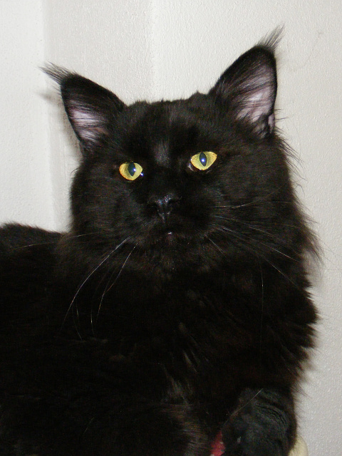 Dark Angel of Susan's Cats - мейн-кун