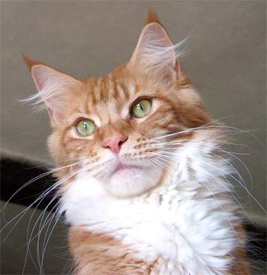 Jessica Pretty Women of Gentle Lions - мейн-кун