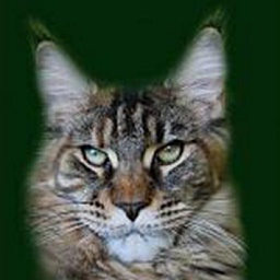 Betty Bea Hairy Majesty