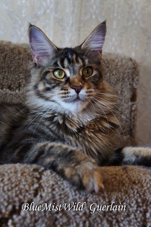 Bluemistwild's Guerlain - maine-coon