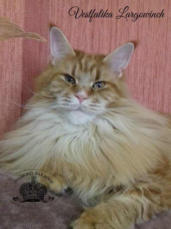 Vestfalika Largowinch - мейн-кун