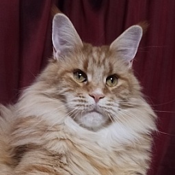 Vestfalika Largowinch