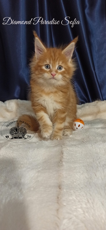 Diamond Paradise Sofia - Kitten maine-coon 1 month 1 week