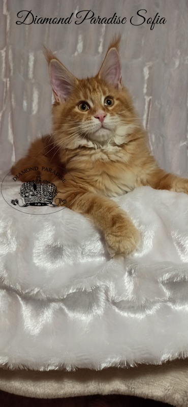 Diamond Paradise Sofia - Kitten maine-coon 3 months 3 weeks