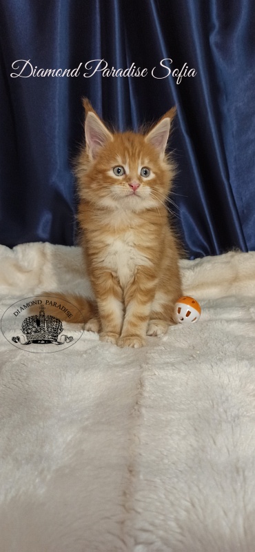 Diamond Paradise Sofia - Kitten maine-coon 1 month 1 week
