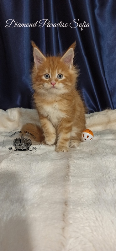 Diamond Paradise Sofia - Kitten maine-coon 1 month 1 week