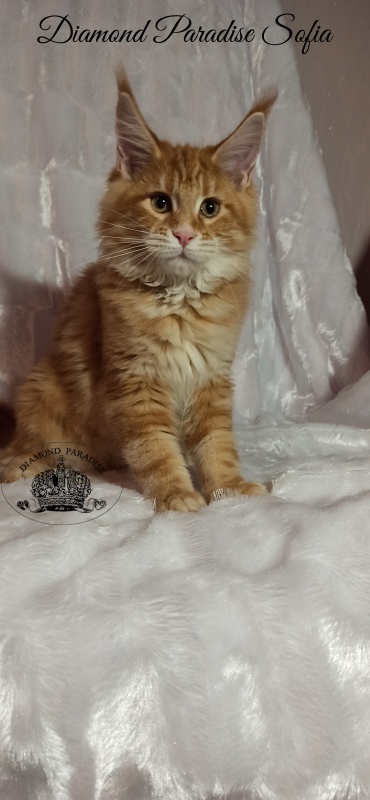 Diamond Paradise Sofia - Kitten maine-coon 3 months 3 weeks