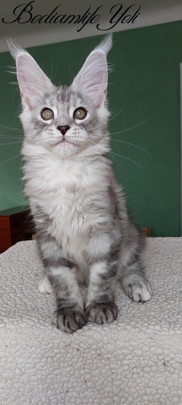 Bodiamlife Yoli - Kitten maine-coon 3 months 1.5 week