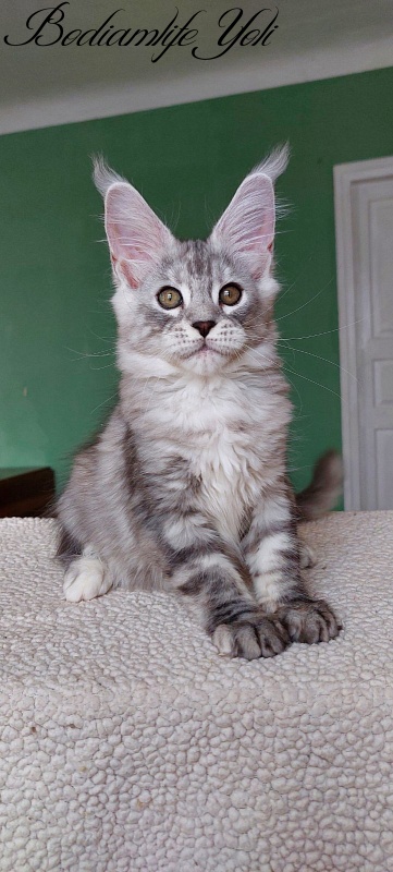 Bodiamlife Yoli - Kitten maine-coon 3 months 1.5 week