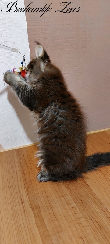 Bodiamlife Zeus - Кошеня мейн-кун 2 місяця 3 тижні