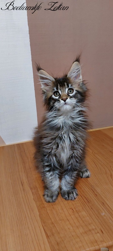 Bodiamlife Zoltan - Кошеня мейн-кун 2 місяця 3 тижні