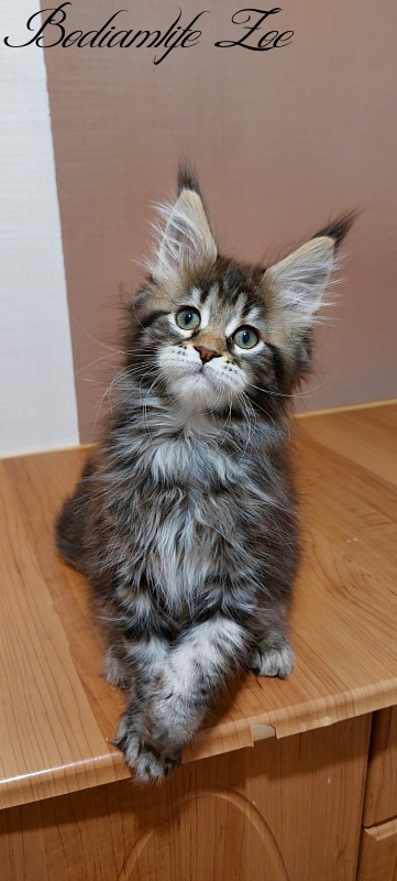 Bodiamlife Zoe - Кошеня мейн-кун 2 місяця 3 тижні