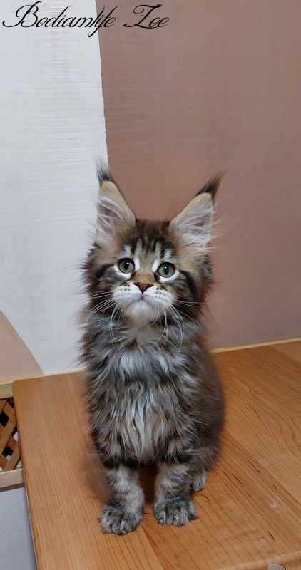 Bodiamlife Zoe - Кошеня мейн-кун 2 місяця 3 тижні