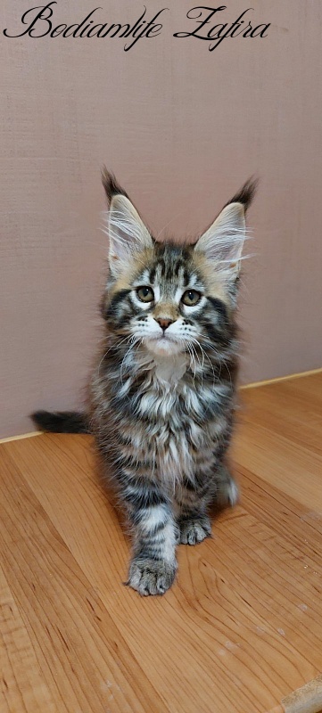 Bodiamlife Zafira - Кошеня мейн-кун 2 місяця 3 тижні