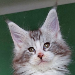 Bodiamlife Alfa Romeo