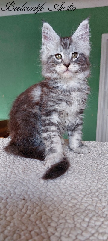 Bodiamlife Austin - Кошеня мейн-кун 2 місяця