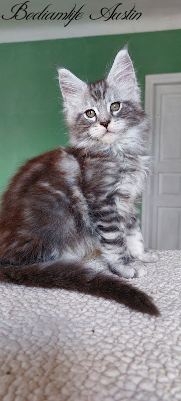 Bodiamlife Austin - Кошеня мейн-кун 2 місяця