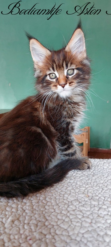 Bodiamlife Aston Martin - Кошеня мейн-кун 2 місяця